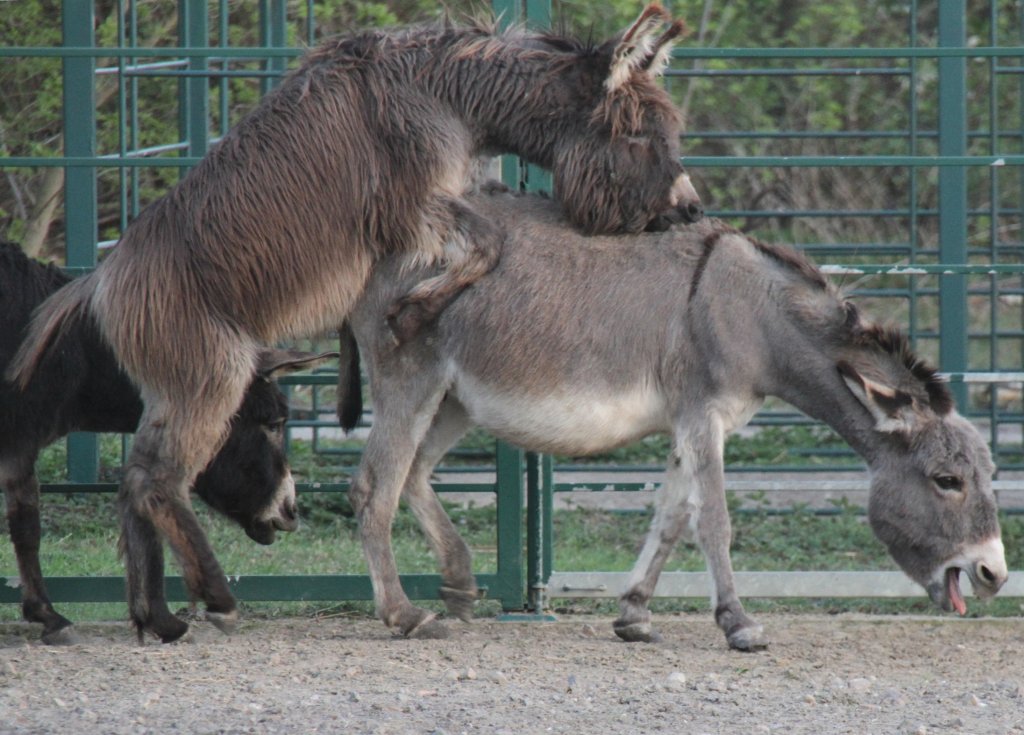 Jetzt geht es dann zur Sache. Tierpark Berlin am 18.4.2010.