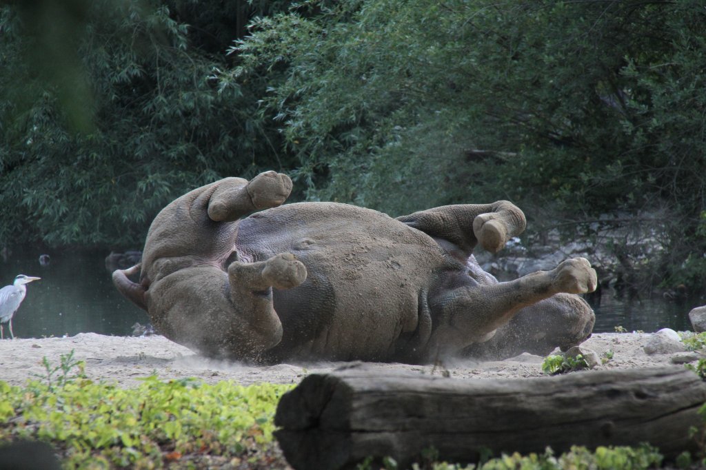 Jetzt geht es richtig zur Sache. Ostafrikanisches Spitzmaulnashorn beim Trockenwlzen. Leipziger Zoo am 27.6.2010.