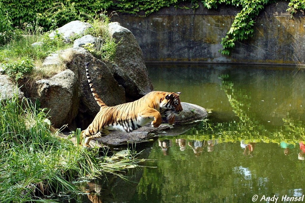  Jetzt geht's euch Fischen an den Kragen.  Indochinesischer Tiger oder auch als Hinterindischer Tiger bekannt.