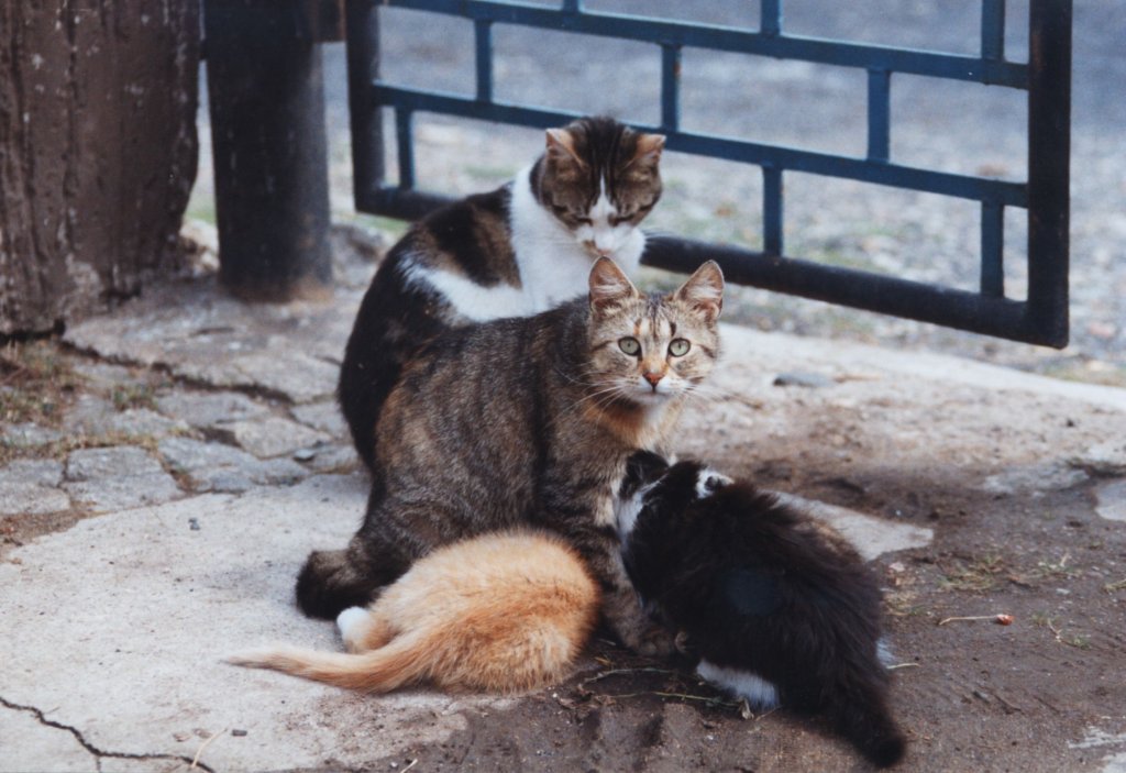 Jetzt sind die kleinen bei Ihren Eltern im Juli 1993. Das Streicheln der kleinen scheint der Katzenmutter nicht gefallen zu haben.