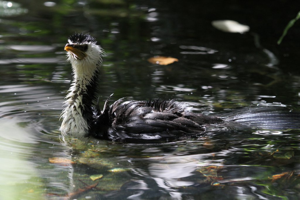 Jetzt wird wohl alles sauber sein. Kruselscharbe (Phalacrocorax melanoleucos) am 13.9.2010 im Zoo Toronto.