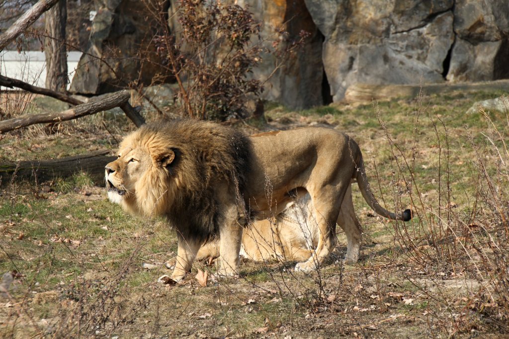 Jetzt zeigt er wieder etwas neues. Berberlwe (Panthera leo leo) am 11.3.2010 im Zoo Berlin.