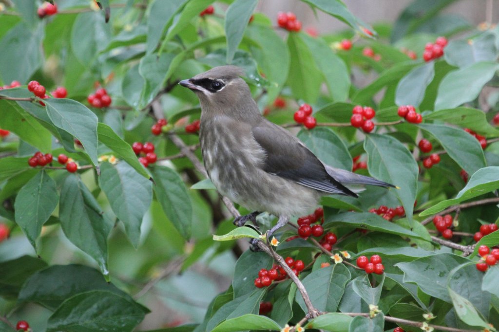 Jugendlicher Zedernseidenschwanz (Bombycilla cedrorum) am 6.10.2010 in Hamilton,ON. Diese Vgel knnen sich ber die Wintermonate von Frchten ernhren, whrend die Jungtiere mit Insekten gefttert werden. Da die Beeren mit der Zeit vergren, ist der Vogel fr eine Alkoholvergiftung anfllig, bei der er auch sterben kann.