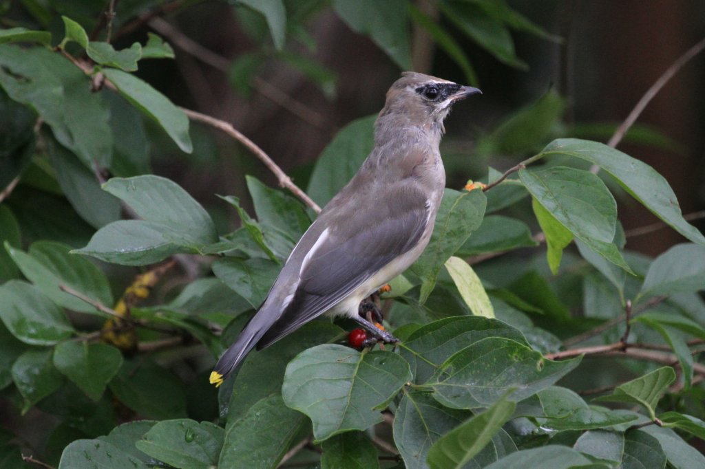 Jugendlicher Zedernseidenschwanz (Bombycilla cedrorum) am 6.10.2010 in Hamilton,ON.