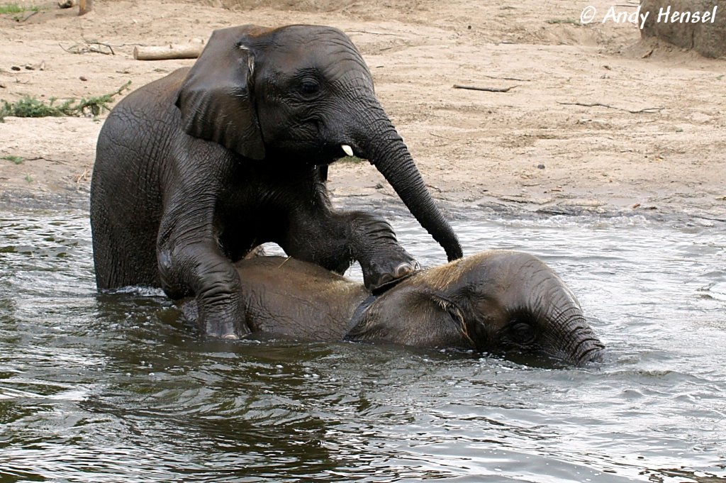 Junge afrikanische Elefanten