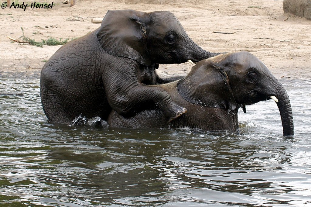 Junge afrikanische Elefanten