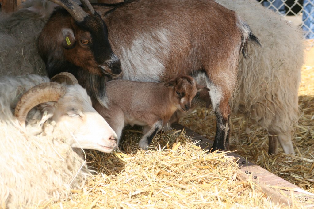 Junge Afrikanische Zwergziege bei der Nahrungsaufnahme. Wilhelma 30.3.2008.