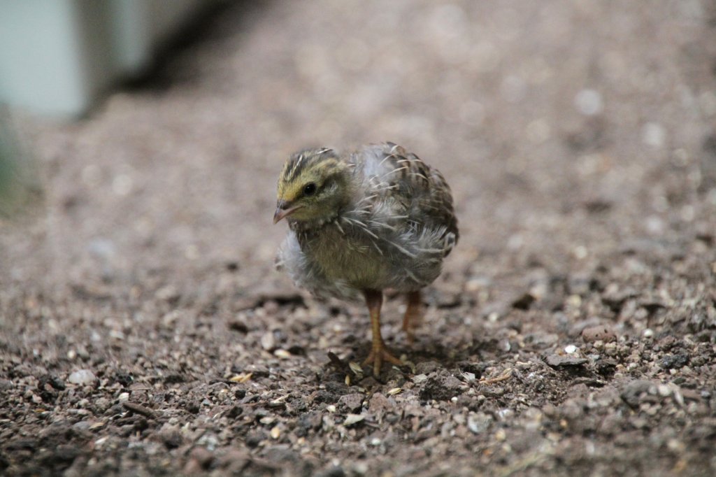 Junge Chinesische Zwergwachtel (Coturnix chinensis) auf Erkundungstour. Zoo Berlin am 11.3.2010.