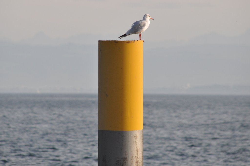 junge Lachmwe am Bodensee (MEERSBURG, Bodenseekreis/Deutschland, 05.10.2012)