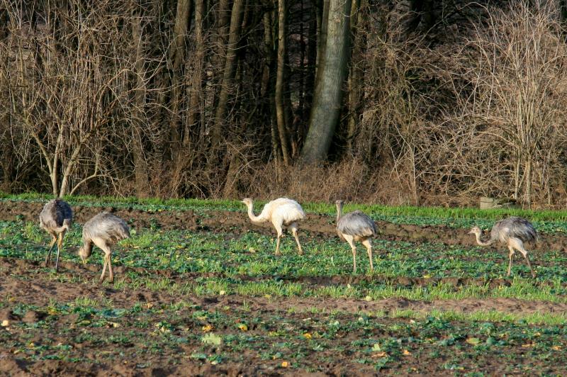 Junge Nandus auf einem Feld bei Utecht (NWM). Darunter auch das weie Nandu  Josi ; 29.12.2011