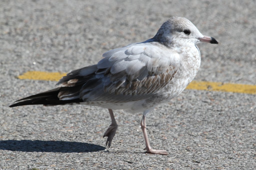 Junge Ringschnabelmwe (Larus delawarensis) am 13.9.2010 auf dem Zooparkplatz in Toronto.
