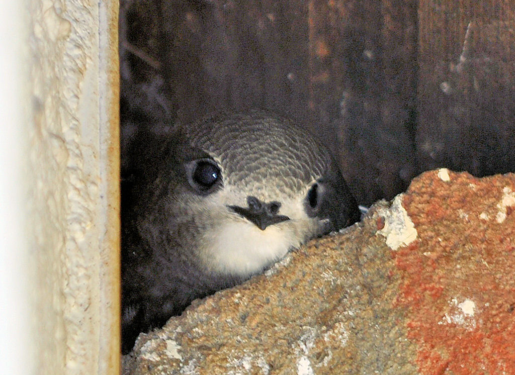 Junge Schwalbe blickt neugierig aus ihrem Nest unter dem Hausdach. Euskirchen 08.07.2010