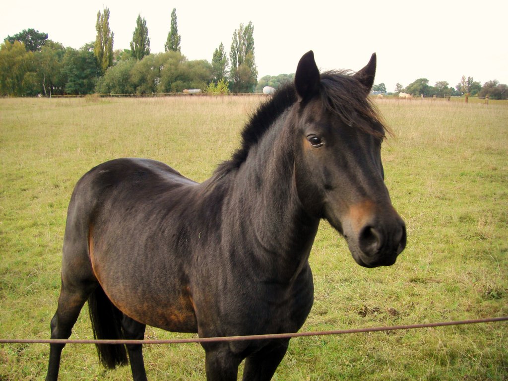 Junge Stute, beobachtet alles in der Umgebung auf der Weide im Herbst in der Nhe der Mulde