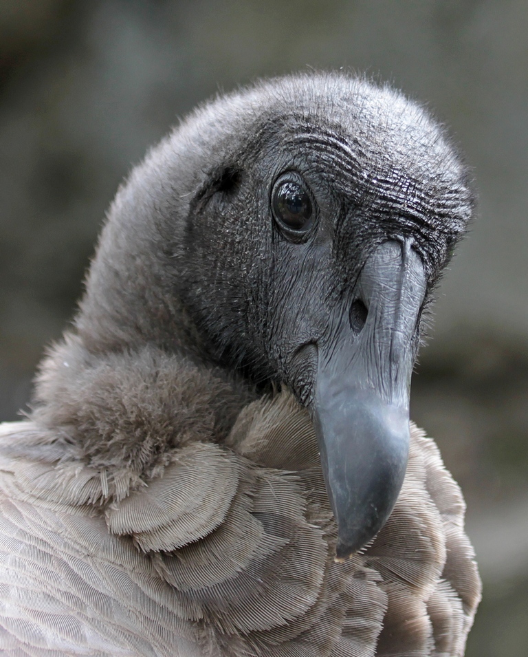 Junger Andenkondor - Zoo Berlin