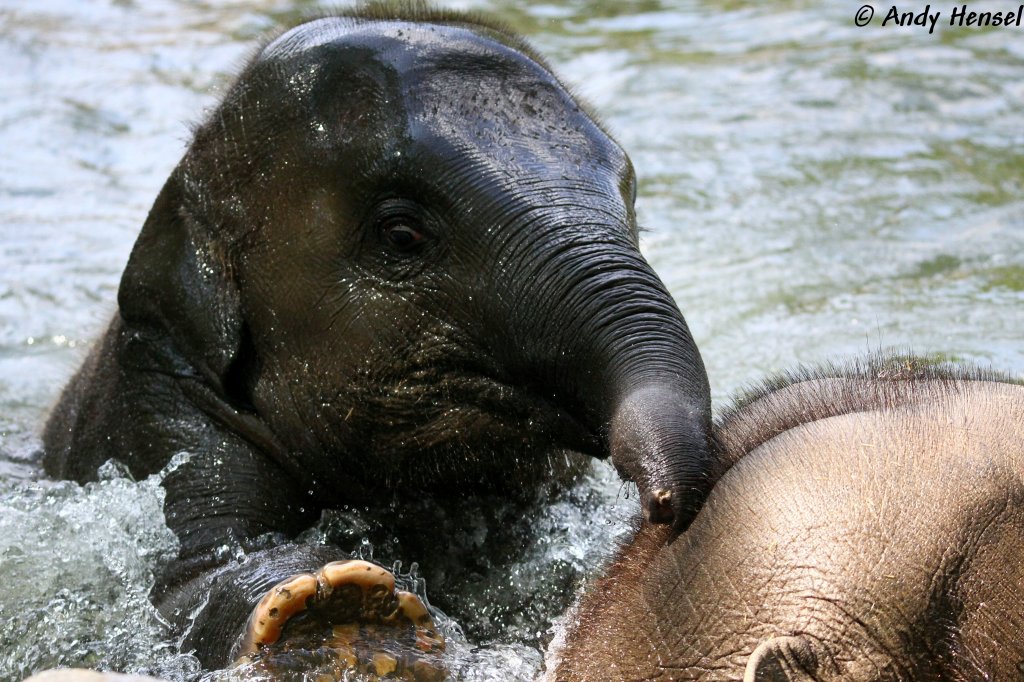 Junger asiatischer Elefant beim Baden
