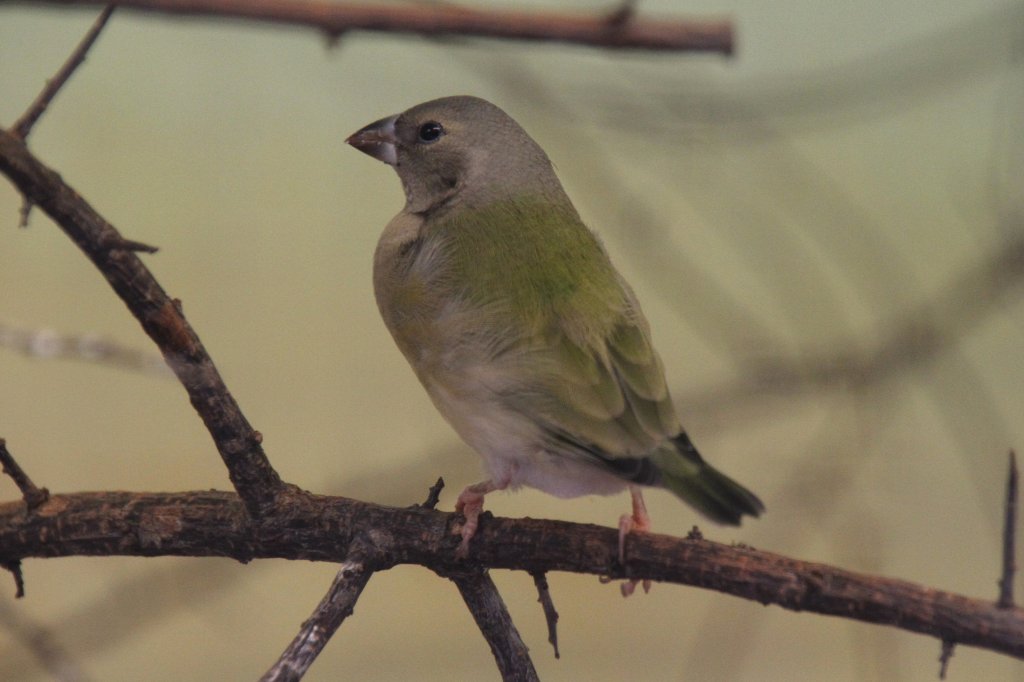 Junger Gouldamadine (Chloebia gouldiae) vor der Mauser. Zoo Basel am 19.3.2010.