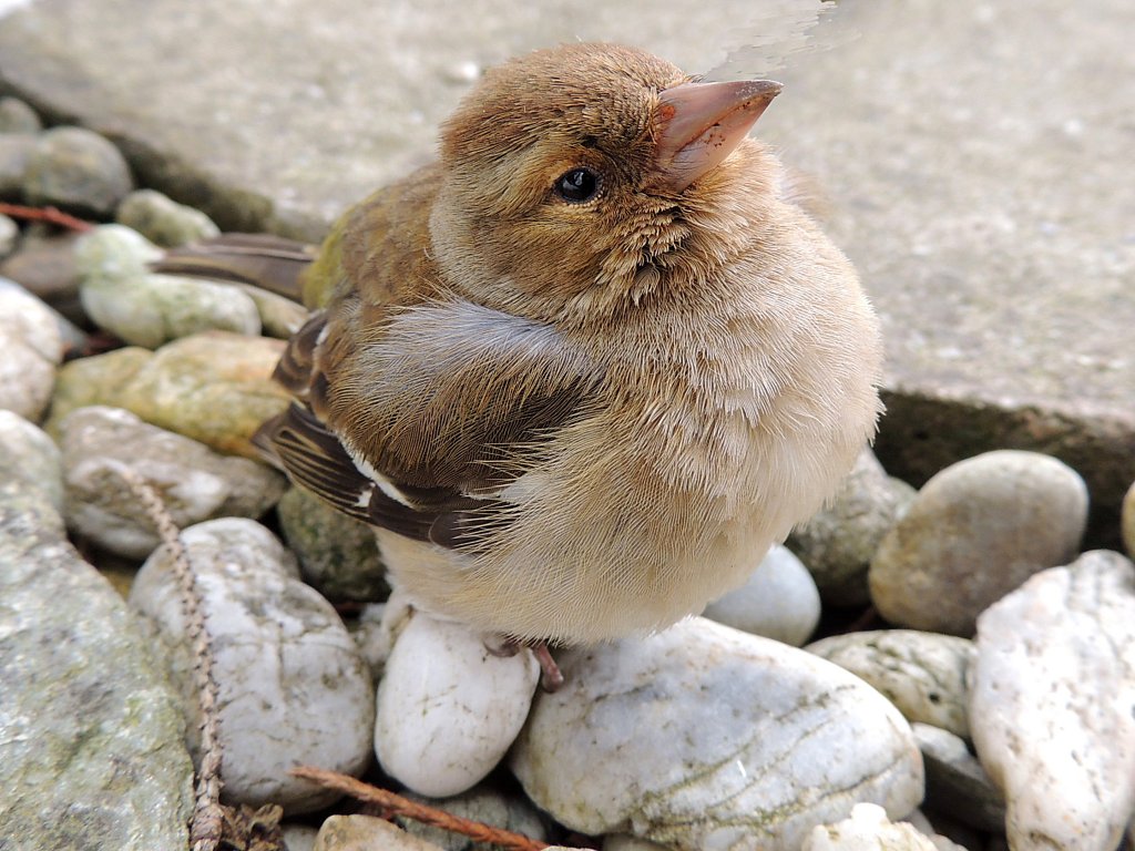 Junger Grnfink (Carduelis chloris), bzw. auch Grnling genannt, wartet auf Lehreinheiten vom Muttervogel; 130405