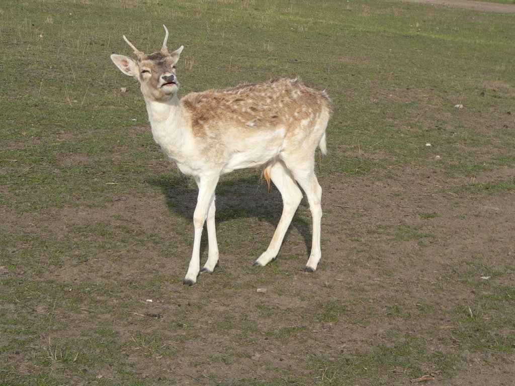 Junger Hirsch bei Frstenwalde, 2005