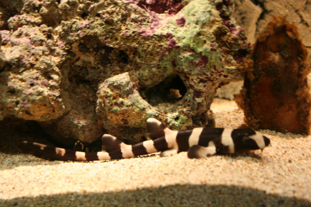 Junger Leopardenhai (Triakis semifasciatus). Skansen am 13.12.2008. 

