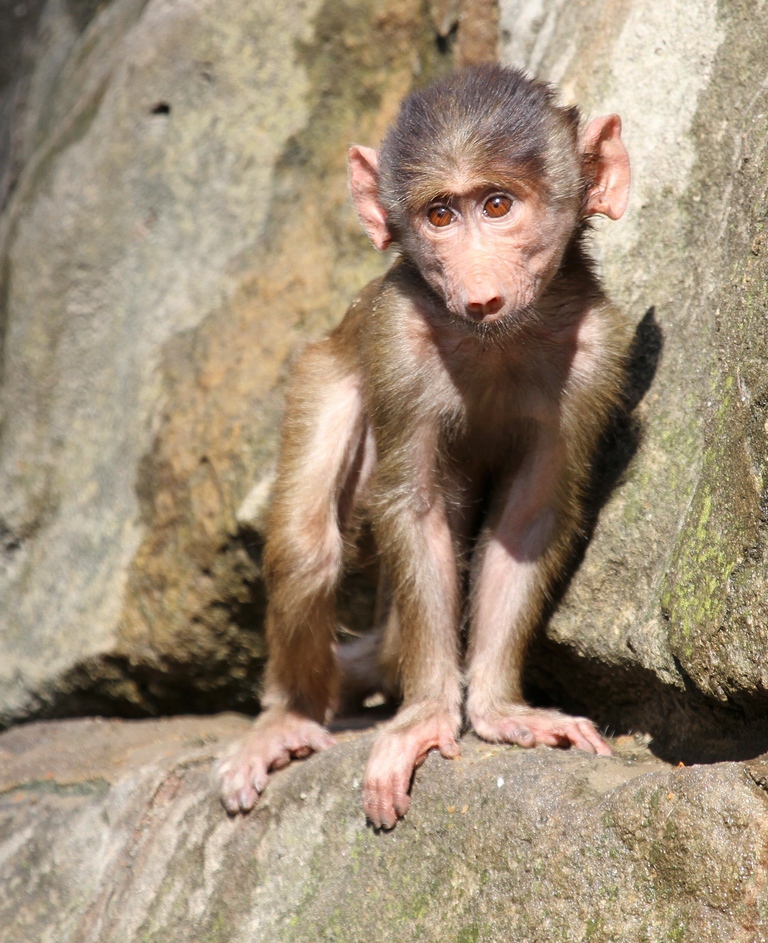 Junger Mantelpavian - Zoo Berlin