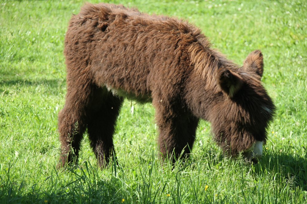 Junger Poitou-Esel am 4.6.2010 auf dem Mundenhof.