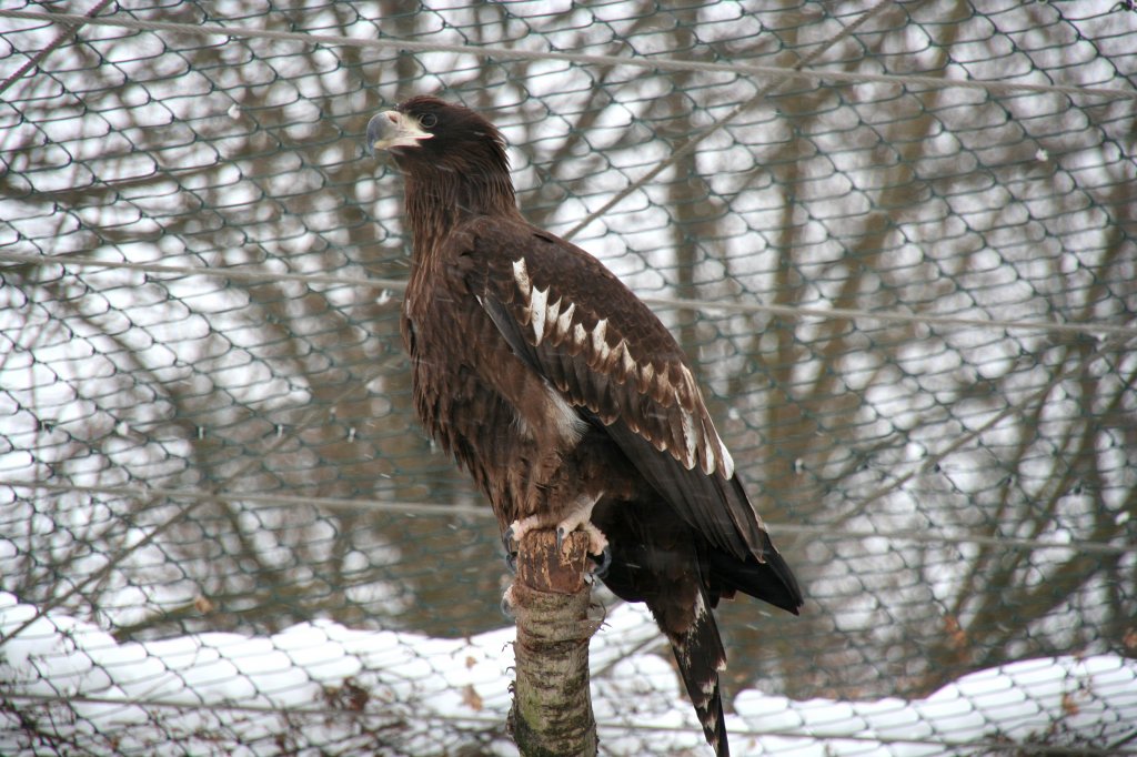 Junger Riesenseeadler (Haliaeetus pelagicus pelagicus) am 9.1.2010 im Tierpark Berlin.
 
