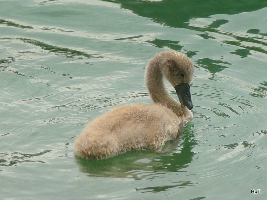 Junger Schwan im Bielersee am 12.07.2009