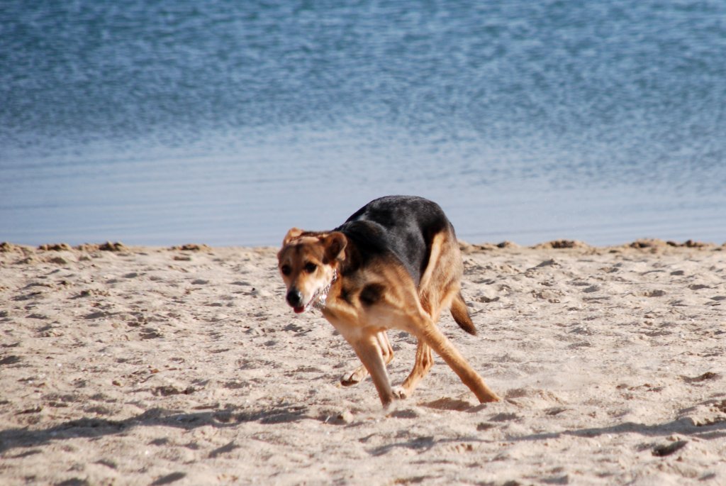 junger, spielender Hund am Strand (FUSETA, Distrikt Faro/Portugal, 13.02.2010)