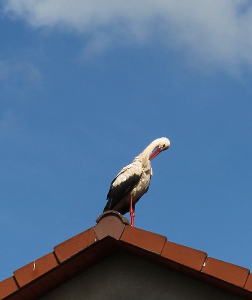 Junger Storch macht erst einmal Pause und putzt sich, 15.08.2012 in Nassenheide.