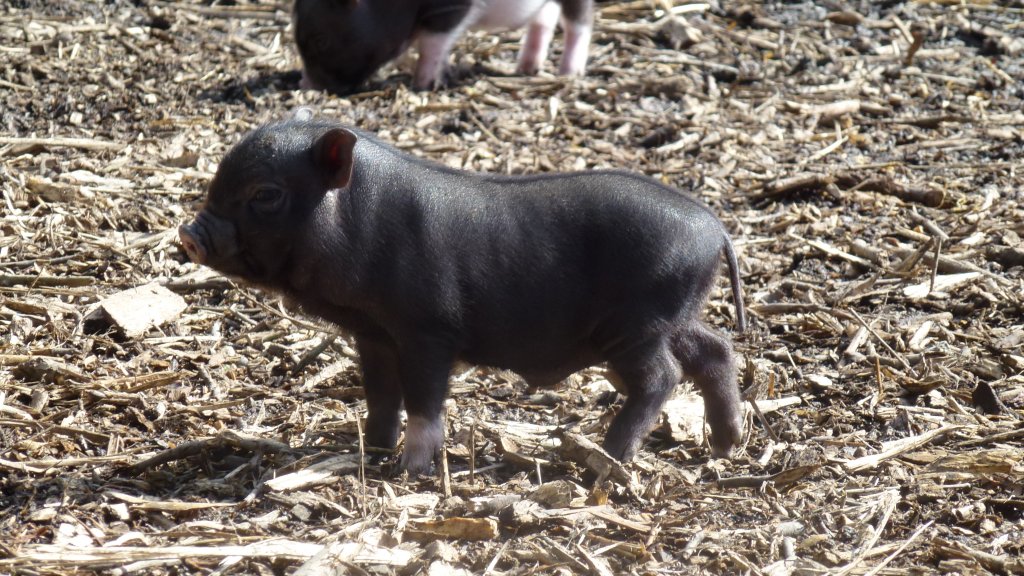 Junges Hngebauchschwein im Tiergehege Zeulenroda am 12.04.13