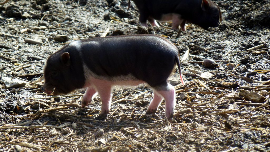Junges Hngebauchschwein im Tiergehege Zeulenroda am 12.04.13