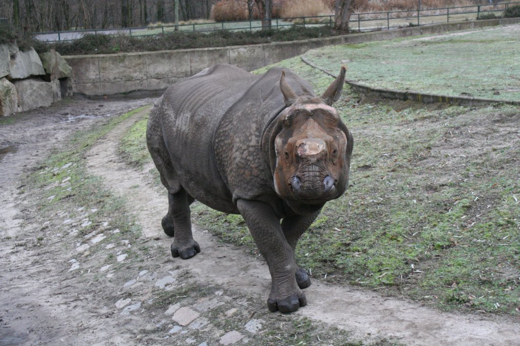 Junges Panzernashorn (Rhinoceros unicornis) am 13.12.2009 im Tierpark Berlin.