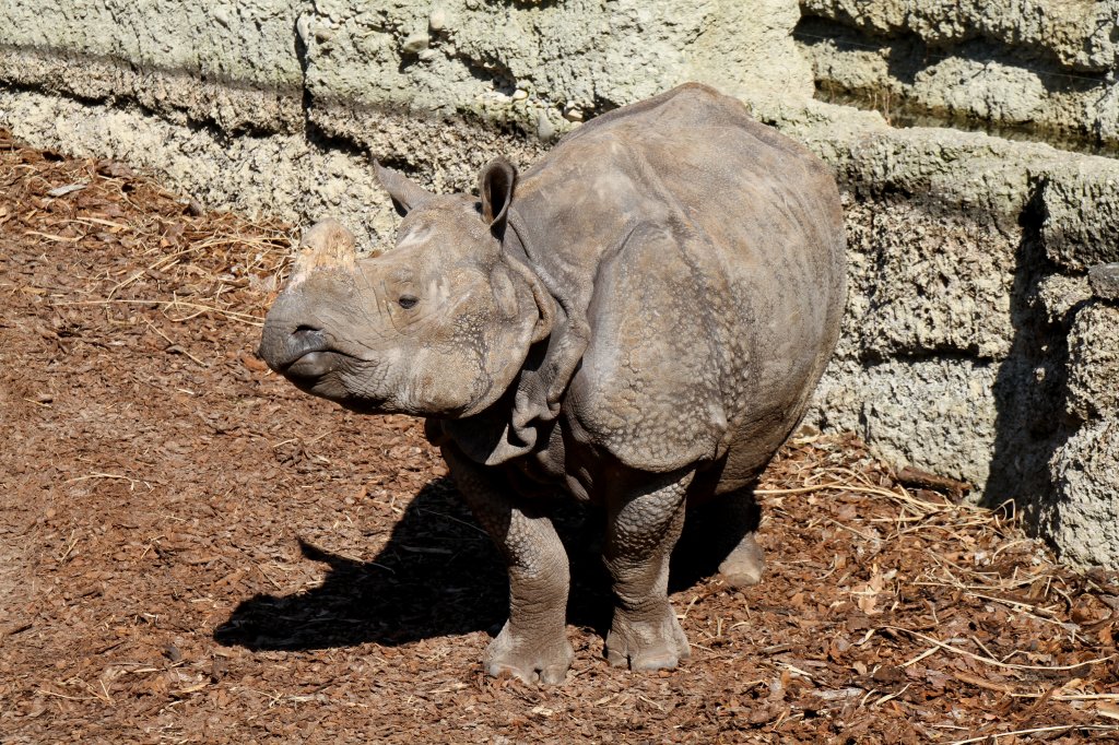 Junges Panzernashorn (Rhinoceros unicornis) am 19.3.2010 im Zoo Basel.
