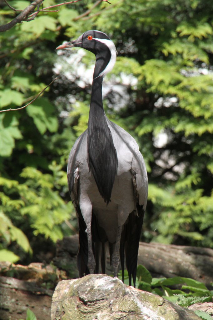 Jungfernkranich (Anthropoides virgo) am 26.4.2010 im Vogelpark Eggenstein-Leopoldshafen.