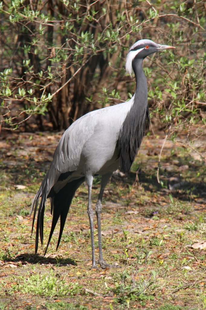 Jungfernkranich (Anthropoides virgo) im Tierpark Berlin.