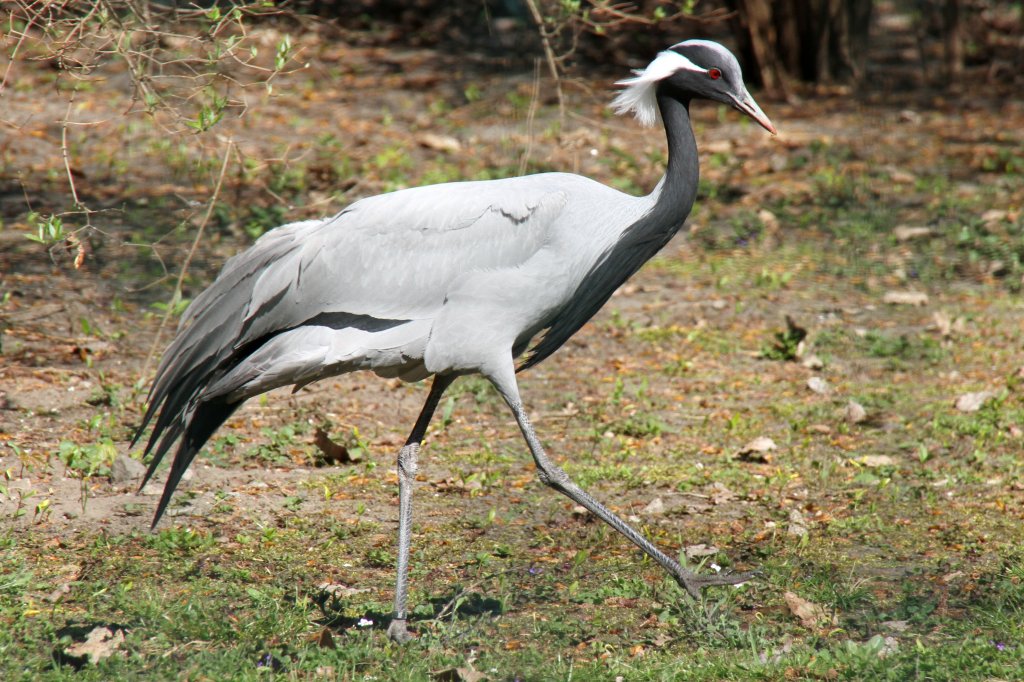 Jungfernkranich (Anthropoides virgo) im Tierpark Berlin.