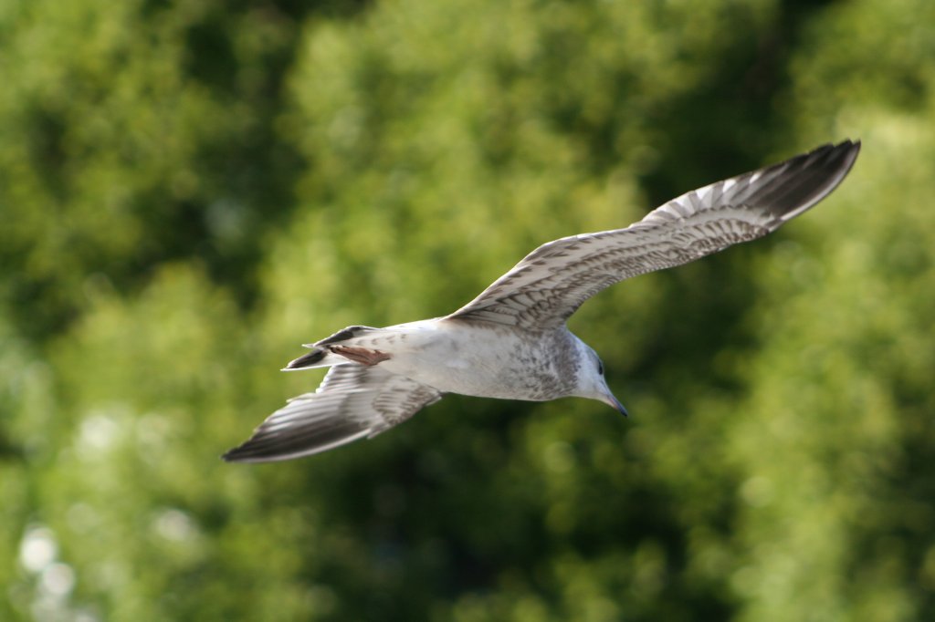 Jungmwe (Lachmwe) beim Flug. Sundsavall, 6.8.2008. 