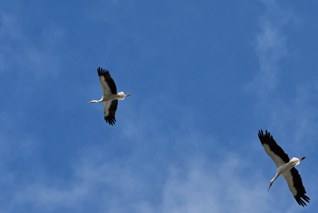 Jungstrche kreisen am Himmel und beobachten den Hausputz der  Alten . - 21.08.2012
