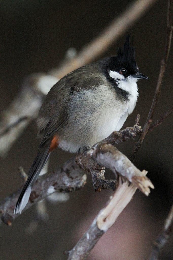 Jungvogel eines Rotohrblbls (Pycnonotus jocosus) am 3.10.2010 im Bird Kingdom in Niagara Falls,Ontario.