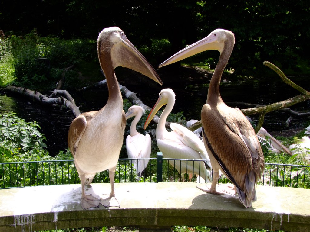 Juvenile Rosapelikane  Rambo und Zorro  auf einer Steinbank sitzend im Tierpark Berlin