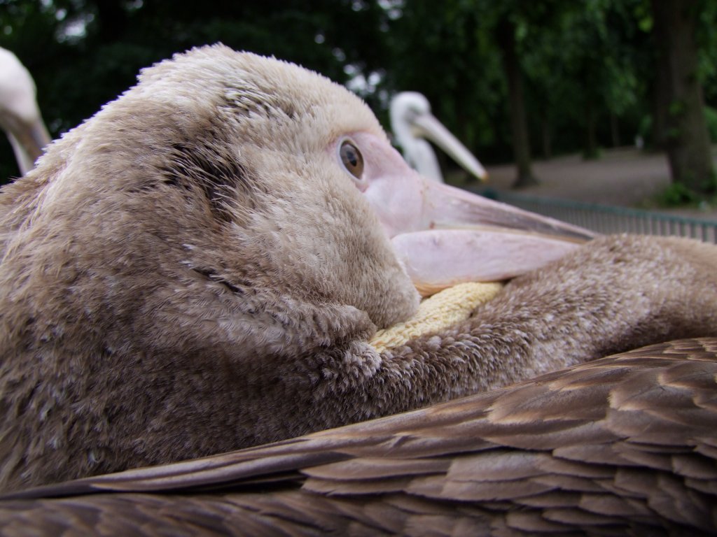 Juveniler Rosapelikan  Rambo  in Nahaufnahme im Tierpark Berlin