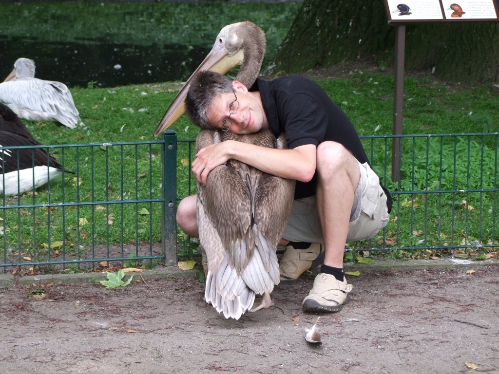 Juveniler Rosapelikan  Rambo  wird von mir im Tierpark Berlin gekuschelt