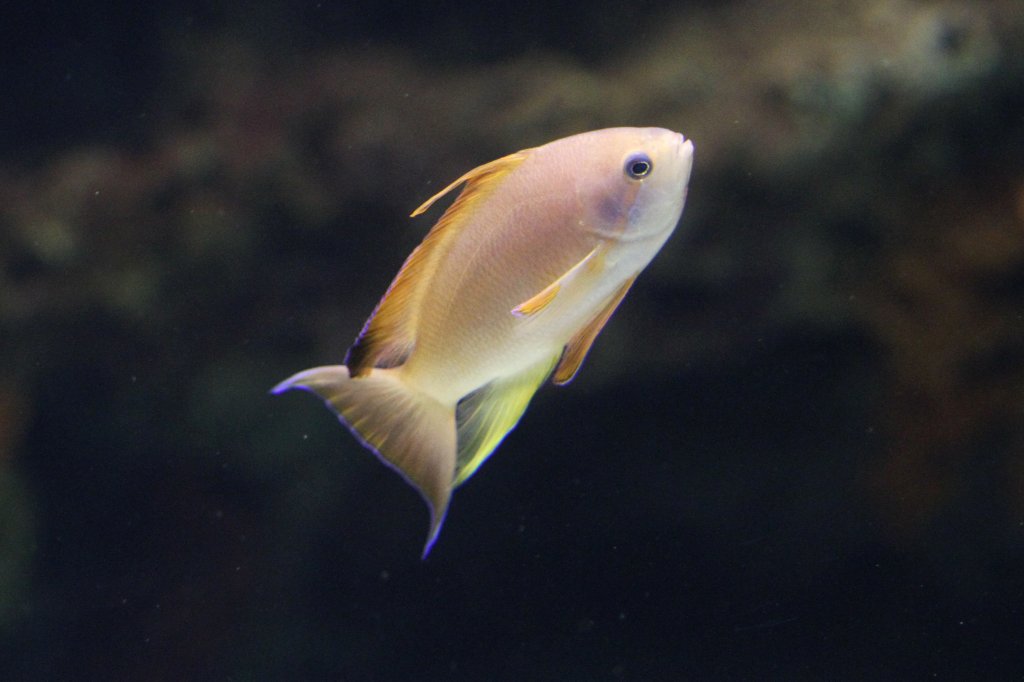 Juwelen Fahnenbarsch (Pseudanthias squamipinnis) am 25.9.2010 im Toronto Zoo.
