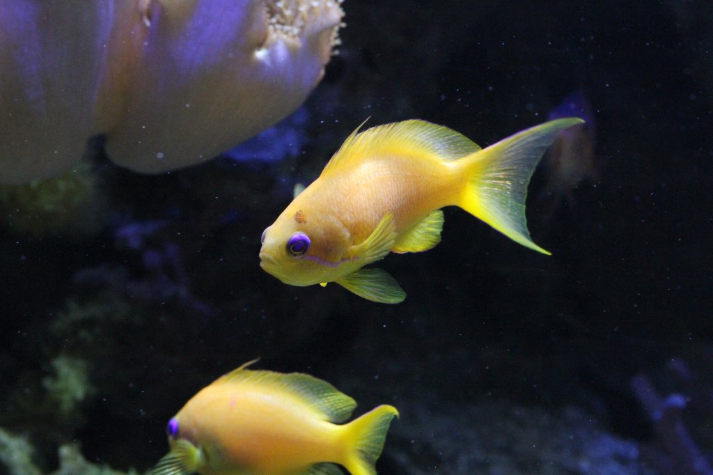 Juwelen-Fahnenbarsch (Pseudanthias squamipinnis) am 9.2.2010 im Vivarium Karlsruhe.