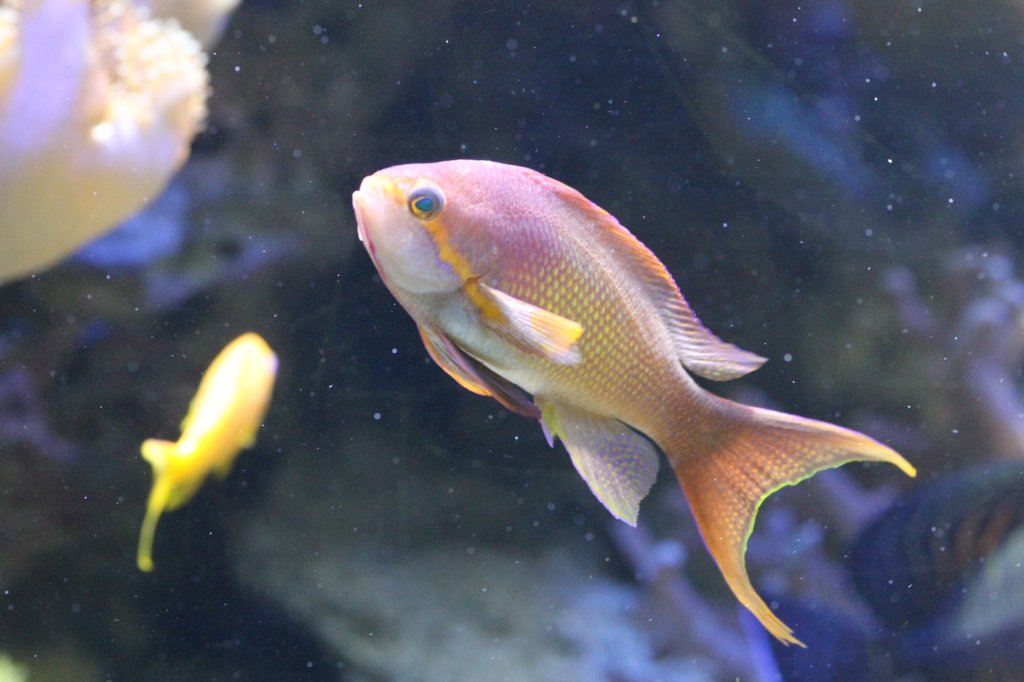 Juwelen-Fahnenbarsch (Pseudanthias squamipinnis) am 9.2.2010 im Vivarium Karlsruhe.