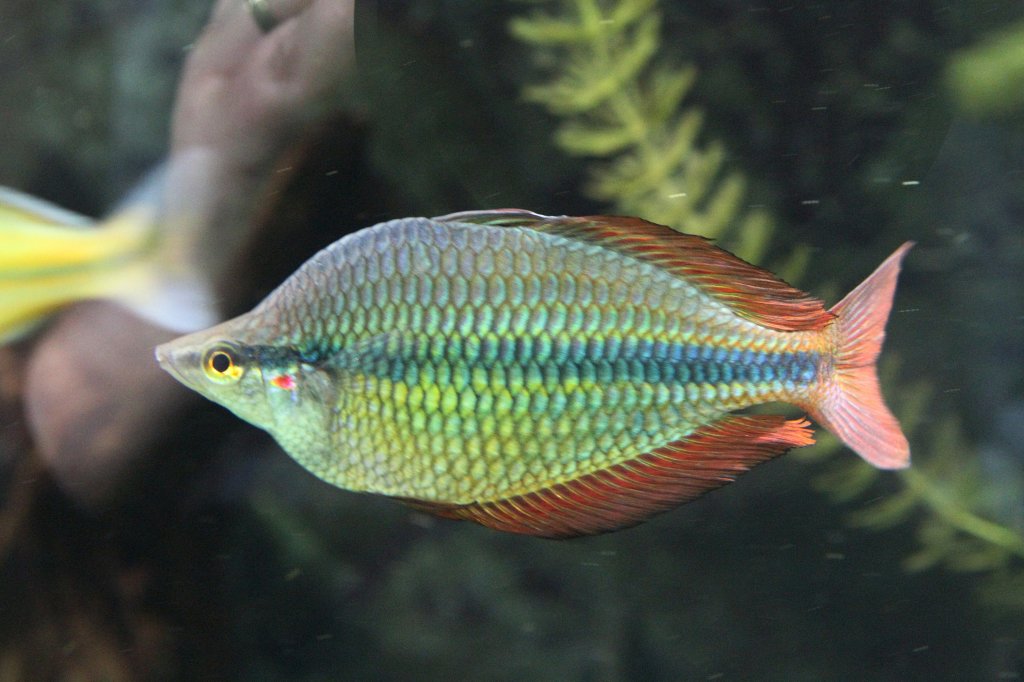 Juwelen-Regenbogenfisch (Melanotaenia trifasciata) am 7.5.2010 im Exotarium Oberhof.