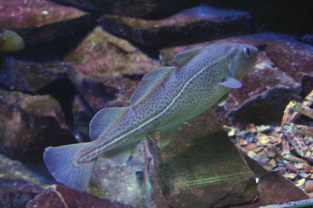 Kabeljau (Gadus morhua) am 12.3.2010 im Zooaquarium Berlin.