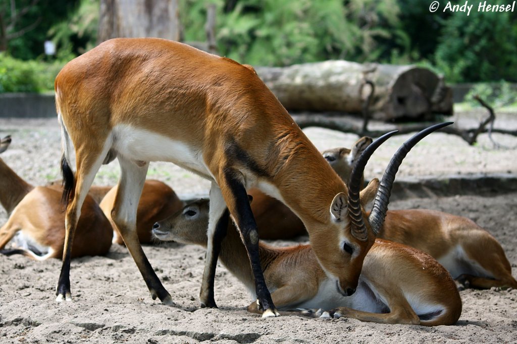 Kafue-Litschi-Moorantilope