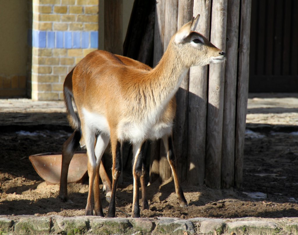 Kafue-Litschi-Wasserbock (Kobus leche kafuensis) am 25.2.2010 im Zoo Berlin.
	