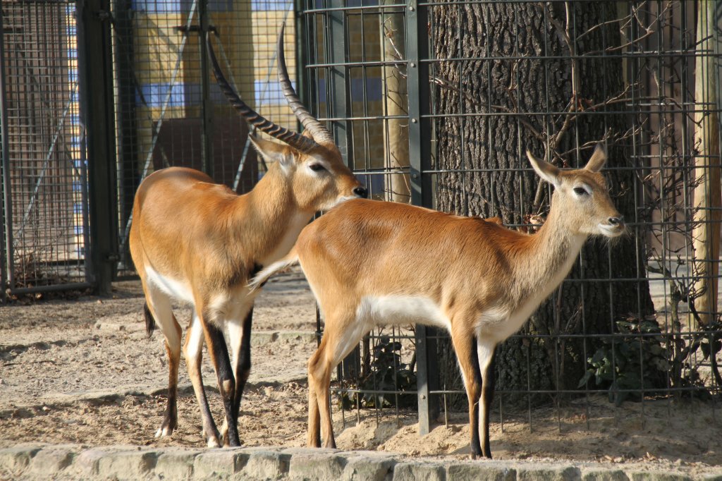 Kafue-Litschi-Wasserbcke (Kobus leche kafuensis) am 25.2.2010 im Zoo Berlin. 